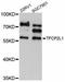 Transcription Factor CP2 Like 1 antibody, LS-C747316, Lifespan Biosciences, Western Blot image 