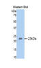 Bone Morphogenetic Protein 4 antibody, LS-C294043, Lifespan Biosciences, Western Blot image 
