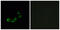 Olfactory receptor 10A5 antibody, GTX87364, GeneTex, Immunofluorescence image 