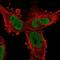 PHIP antibody, NBP2-33883, Novus Biologicals, Immunofluorescence image 