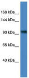 Zinc finger and BTB domain-containing protein 4 antibody, TA345306, Origene, Western Blot image 