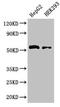 Probable D-lactate dehydrogenase, mitochondrial antibody, CSB-PA801250LA01HU, Cusabio, Western Blot image 