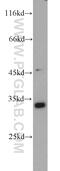 Pyrroline-5-Carboxylate Reductase 1 antibody, 22150-1-AP, Proteintech Group, Western Blot image 