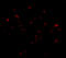 Tripartite Motif Containing 25 antibody, A03232-2, Boster Biological Technology, Immunofluorescence image 