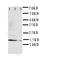 IL-4 antibody, LS-C312903, Lifespan Biosciences, Western Blot image 
