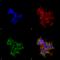 Receptor expression-enhancing protein 2 antibody, SMC-481D-A488, StressMarq, Immunofluorescence image 