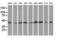 DnaJ Heat Shock Protein Family (Hsp40) Member A2 antibody, MA5-25232, Invitrogen Antibodies, Western Blot image 