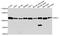 Disrupted in schizophrenia 1 protein antibody, orb136857, Biorbyt, Western Blot image 