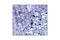 GFAP antibody, 3670S, Cell Signaling Technology, Immunohistochemistry paraffin image 