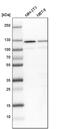 Splicing Factor 3a Subunit 1 antibody, PA5-51439, Invitrogen Antibodies, Western Blot image 