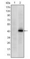 Paired box protein Pax-4 antibody, AM06567SU-N, Origene, Western Blot image 