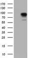 Phosphoinositide-3-Kinase Adaptor Protein 1 antibody, TA501721S, Origene, Western Blot image 