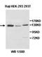 Pyruvate carboxylase, mitochondrial antibody, orb77924, Biorbyt, Western Blot image 