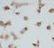 Voltage Dependent Anion Channel 1 antibody, LS-C312926, Lifespan Biosciences, Immunocytochemistry image 