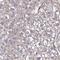 Somatostatin Receptor 1 antibody, HPA031506, Atlas Antibodies, Immunohistochemistry paraffin image 