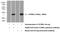 V-Set And Transmembrane Domain Containing 2 Like antibody, 25457-1-AP, Proteintech Group, Western Blot image 