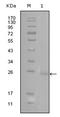 GATA Binding Protein 3 antibody, AM06216SU-N, Origene, Western Blot image 