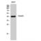 Homeobox A5 antibody, LS-C384006, Lifespan Biosciences, Western Blot image 