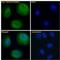 Proteasome Assembly Chaperone 1 antibody, NBP1-36951, Novus Biologicals, Immunofluorescence image 