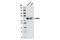 Caspase Recruitment Domain Family Member 9 antibody, 12283S, Cell Signaling Technology, Western Blot image 