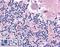 Cell Adhesion Molecule 2 antibody, LS-A9921, Lifespan Biosciences, Immunohistochemistry paraffin image 