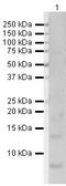 Secretoglobin Family 1A Member 1 antibody, PA5-19642, Invitrogen Antibodies, Western Blot image 