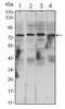Inhibitor of nuclear factor kappa-B kinase subunit alpha antibody, AM06518SU-N, Origene, Western Blot image 