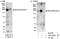 ADP Ribosylation Factor Guanine Nucleotide Exchange Factor 2 antibody, A301-004A, Bethyl Labs, Immunoprecipitation image 
