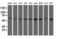 5'-Nucleotidase Domain Containing 1 antibody, LS-C115538, Lifespan Biosciences, Western Blot image 