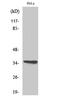 Olfactory Receptor Family 10 Subfamily G Member 4 antibody, A17776, Boster Biological Technology, Western Blot image 