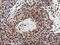 COP9 Signalosome Subunit 5 antibody, LS-C173771, Lifespan Biosciences, Immunohistochemistry frozen image 