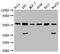 SMAD Family Member 1 antibody, LS-C377465, Lifespan Biosciences, Western Blot image 