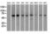 Si antibody, LS-C784229, Lifespan Biosciences, Western Blot image 