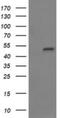Myosin-binding protein H antibody, NBP2-45839, Novus Biologicals, Western Blot image 
