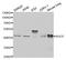ESG antibody, A02507, Boster Biological Technology, Western Blot image 