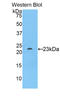 SLG antibody, LS-C374086, Lifespan Biosciences, Western Blot image 