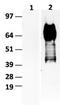 CD36 Molecule antibody, TA400021, Origene, Western Blot image 