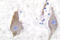 Synuclein antibody, LS-C176232, Lifespan Biosciences, Immunohistochemistry frozen image 