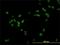 Regulator Of Chromosome Condensation 1 antibody, H00001104-M01, Novus Biologicals, Immunofluorescence image 