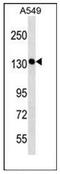 Sister chromatid cohesion protein PDS5 homolog A antibody, AP53248PU-N, Origene, Western Blot image 