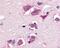 TNF Superfamily Member 10 antibody, AHP440, Bio-Rad (formerly AbD Serotec) , Immunohistochemistry paraffin image 