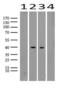 Troponin T2, Cardiac Type antibody, UM870097, Origene, Western Blot image 