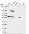 Protein transport protein Sec24A antibody, HPA056825, Atlas Antibodies, Western Blot image 