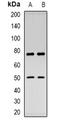 LAP2 antibody, orb382695, Biorbyt, Western Blot image 