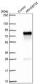Rho guanine nucleotide exchange factor 25 antibody, PA5-62533, Invitrogen Antibodies, Western Blot image 