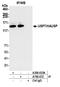 HAUSP antibody, A700-072, Bethyl Labs, Immunoprecipitation image 