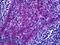 FRAS1 Related Extracellular Matrix 1 antibody, LS-B5486, Lifespan Biosciences, Immunohistochemistry frozen image 