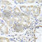Optic atrophy 3 protein antibody, A7997, ABclonal Technology, Immunohistochemistry paraffin image 