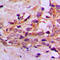 Dynein light chain 2, cytoplasmic antibody, LS-C355999, Lifespan Biosciences, Immunohistochemistry frozen image 
