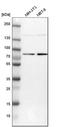 DnaJ Heat Shock Protein Family (Hsp40) Member C14 antibody, HPA017653, Atlas Antibodies, Western Blot image 